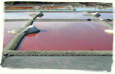 oeillets des marais salants de Guérande